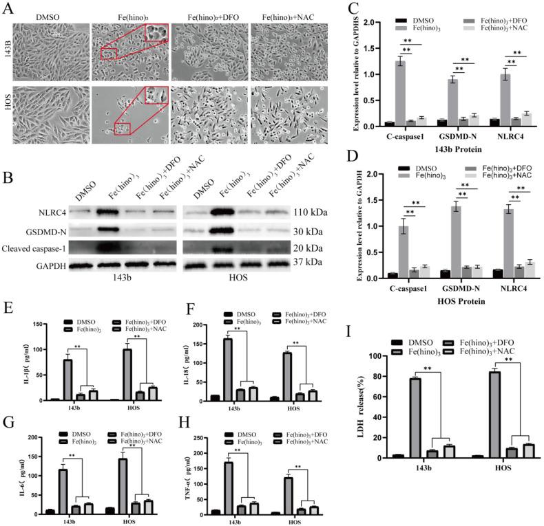 https://cdn.ncbi.nlm.nih.gov/pmc/blobs/930a/12374815/81e3a81837b9/ijbsv21p4872g006.jpg