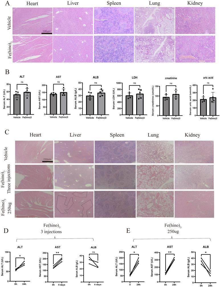 https://cdn.ncbi.nlm.nih.gov/pmc/blobs/930a/12374815/8d3f987ee858/ijbsv21p4872g011.jpg