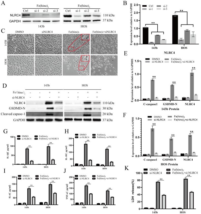https://cdn.ncbi.nlm.nih.gov/pmc/blobs/930a/12374815/b1576c53eb17/ijbsv21p4872g007.jpg