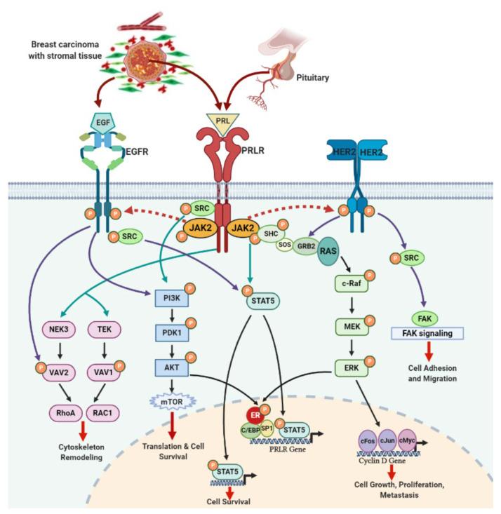 https://cdn.ncbi.nlm.nih.gov/pmc/blobs/930a/8467304/1a3166673e17/cancers-13-04685-g003.jpg