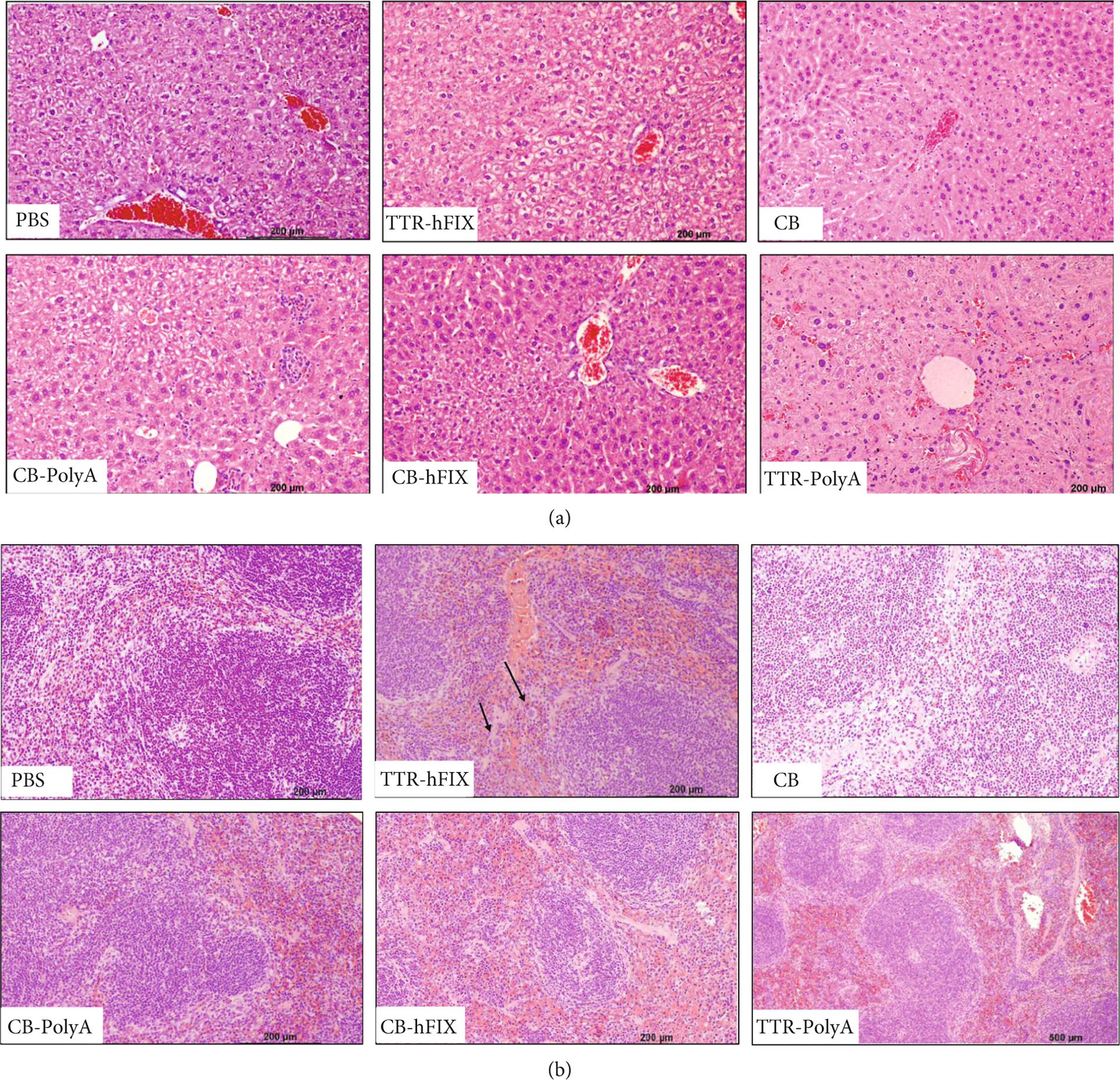 https://cdn.ncbi.nlm.nih.gov/pmc/blobs/930a/9730939/a2a229ee5d59/nihms-1853850-f0009.jpg