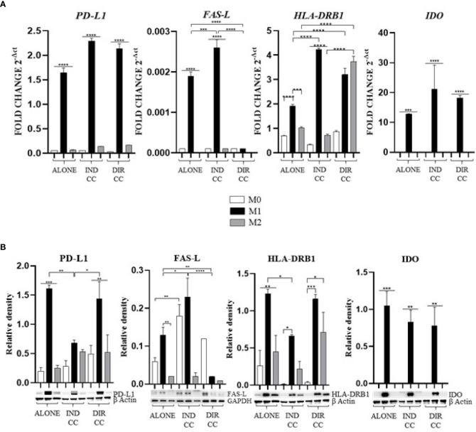 https://cdn.ncbi.nlm.nih.gov/pmc/blobs/930b/11499095/712f537087f5/fimmu-15-1440974-g006.jpg