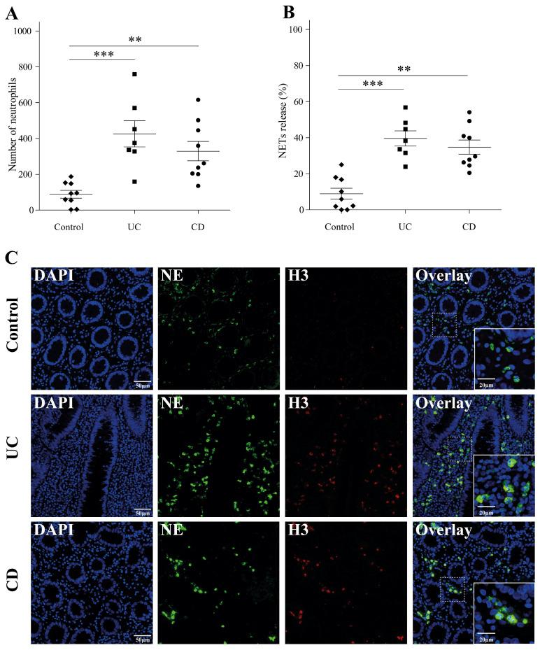 https://cdn.ncbi.nlm.nih.gov/pmc/blobs/930c/11507660/3bb281bffadc/ijms-25-11126-g001.jpg