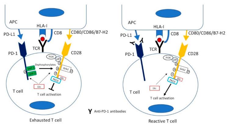 https://cdn.ncbi.nlm.nih.gov/pmc/blobs/930c/8001543/8e1969133fa1/cells-10-00538-g003.jpg