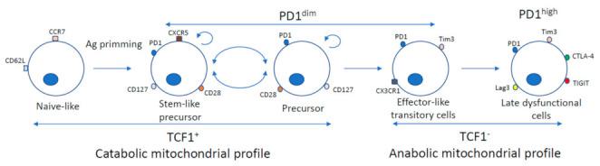 https://cdn.ncbi.nlm.nih.gov/pmc/blobs/930c/8001543/977f92654455/cells-10-00538-g002.jpg