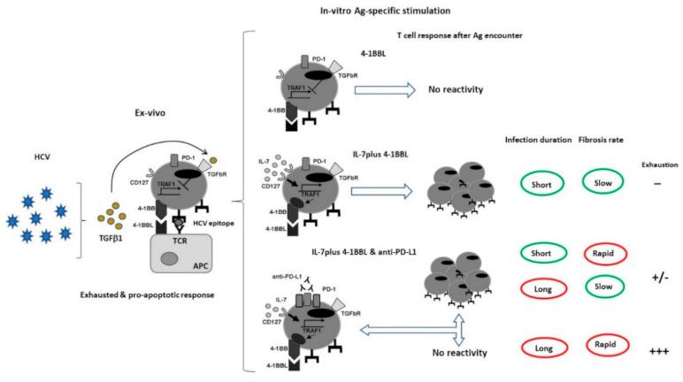 https://cdn.ncbi.nlm.nih.gov/pmc/blobs/930c/8001543/a0e018d4ab5f/cells-10-00538-g004.jpg