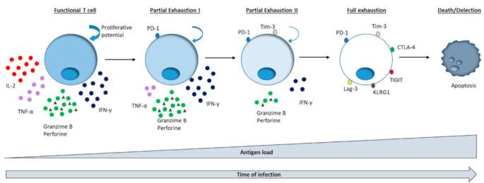 https://cdn.ncbi.nlm.nih.gov/pmc/blobs/930c/8001543/c4f8aff5542e/cells-10-00538-g001.jpg