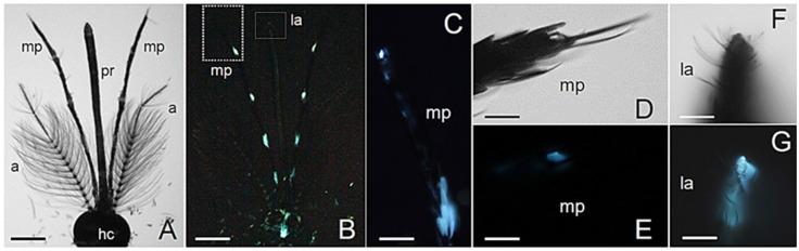https://cdn.ncbi.nlm.nih.gov/pmc/blobs/9313/8839535/076bad6a48e0/molecules-27-00713-g002.jpg