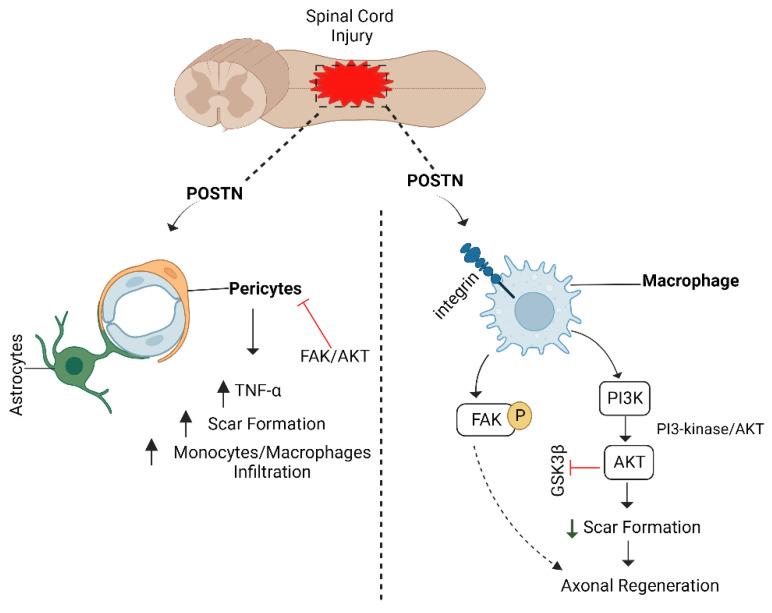 https://cdn.ncbi.nlm.nih.gov/pmc/blobs/9314/9775075/1f8dc5f946d2/biomedicines-10-03186-g013.jpg