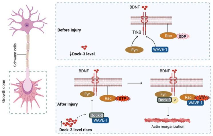 https://cdn.ncbi.nlm.nih.gov/pmc/blobs/9314/9775075/27c24d8a83d4/biomedicines-10-03186-g005.jpg