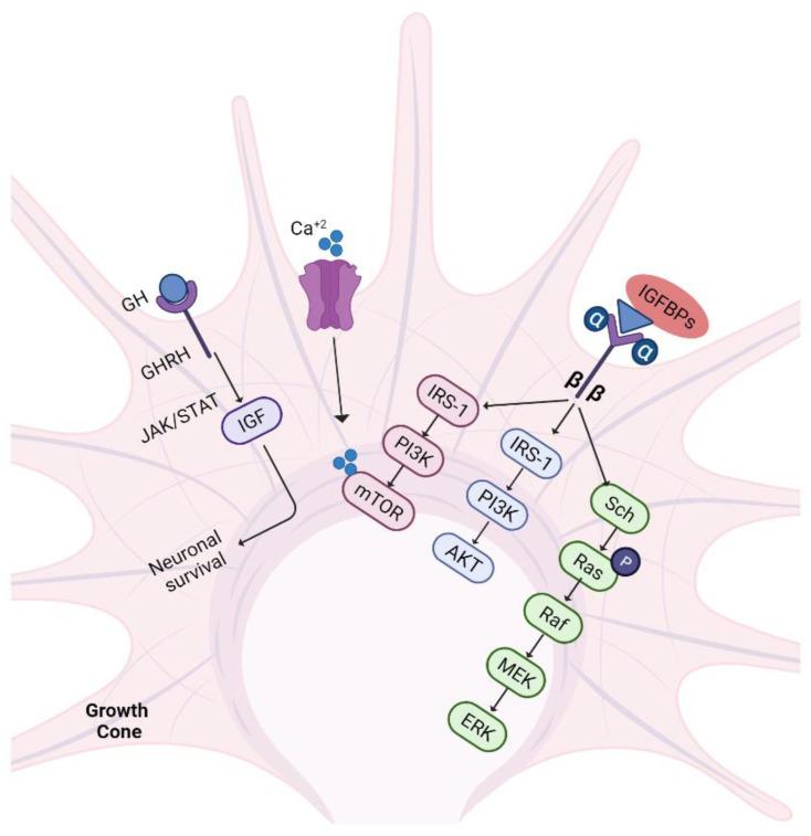 https://cdn.ncbi.nlm.nih.gov/pmc/blobs/9314/9775075/30129693cb36/biomedicines-10-03186-g007.jpg