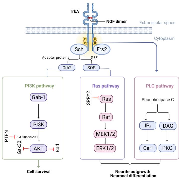 https://cdn.ncbi.nlm.nih.gov/pmc/blobs/9314/9775075/945d1d1c05ca/biomedicines-10-03186-g004.jpg