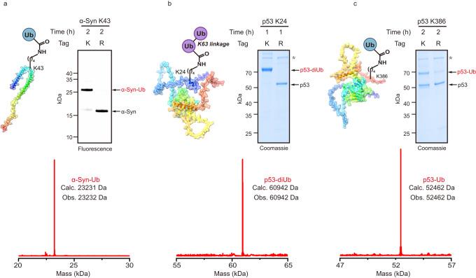 https://cdn.ncbi.nlm.nih.gov/pmc/blobs/931a/10858943/2a34914cb563/41467_2024_45635_Fig4_HTML.jpg