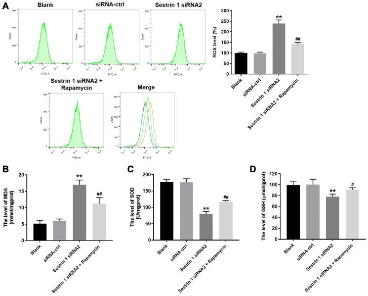 https://cdn.ncbi.nlm.nih.gov/pmc/blobs/931d/8109134/855be22b01ed/aging-13-202872-g005.jpg