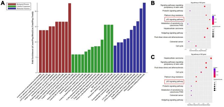 https://cdn.ncbi.nlm.nih.gov/pmc/blobs/931d/8109134/e638b0ba57f5/aging-13-202872-g002.jpg
