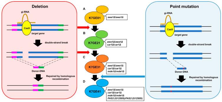 https://cdn.ncbi.nlm.nih.gov/pmc/blobs/931d/8225151/d9814176dbce/cells-10-01299-g001.jpg