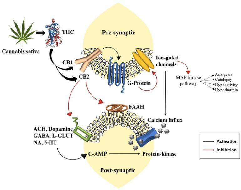 https://cdn.ncbi.nlm.nih.gov/pmc/blobs/931e/12028210/e5aaccd7320c/ijms-26-03766-g001.jpg