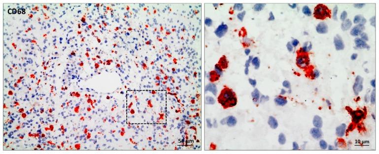 https://cdn.ncbi.nlm.nih.gov/pmc/blobs/9320/5855658/202b330be4a4/ijms-19-00436-g001.jpg