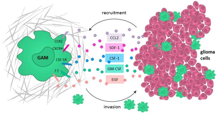 https://cdn.ncbi.nlm.nih.gov/pmc/blobs/9320/5855658/edd0b7e73ab0/ijms-19-00436-g003.jpg