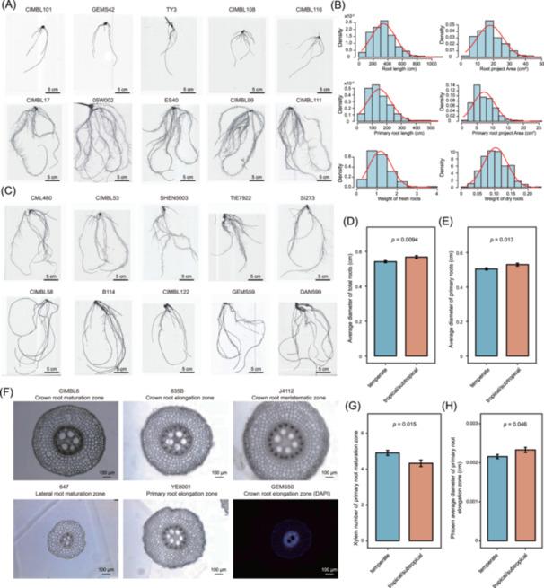 https://cdn.ncbi.nlm.nih.gov/pmc/blobs/9322/11995184/65121347b3ce/IMT2-4-e70015-g005.jpg