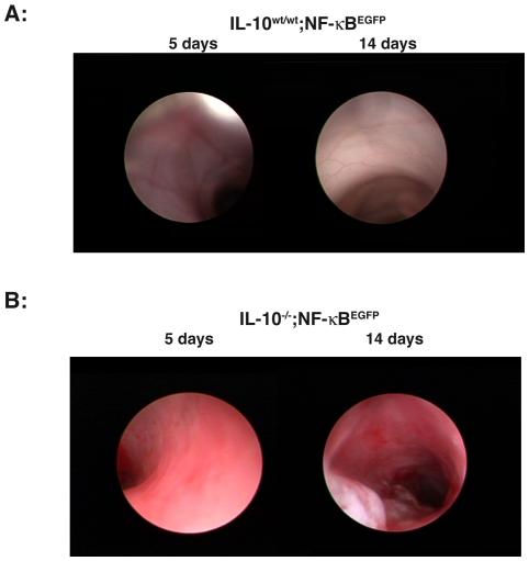 https://cdn.ncbi.nlm.nih.gov/pmc/blobs/9326/2760752/00f588267d58/pone.0007413.g003.jpg