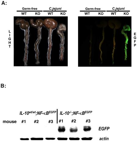 https://cdn.ncbi.nlm.nih.gov/pmc/blobs/9326/2760752/c1f2db5dc1cd/pone.0007413.g005.jpg