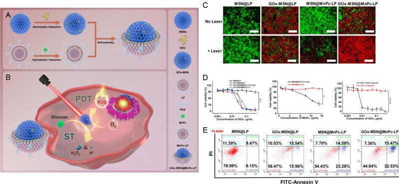https://cdn.ncbi.nlm.nih.gov/pmc/blobs/932a/10614655/59dd095079b0/IJN-18-6077-g0006.jpg