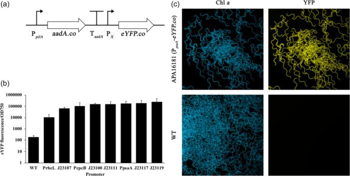 https://cdn.ncbi.nlm.nih.gov/pmc/blobs/932b/11632167/b5cbf0f44e12/BIT-122-44-g003.jpg