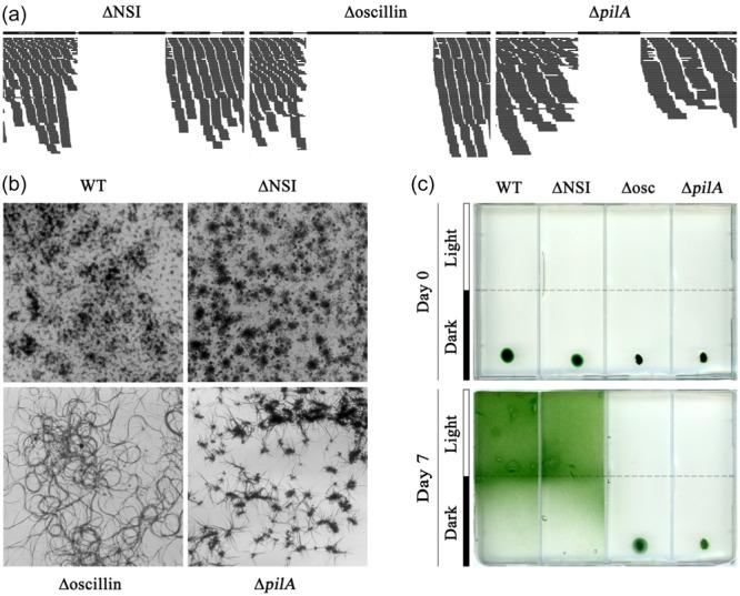 https://cdn.ncbi.nlm.nih.gov/pmc/blobs/932b/11632167/df6ce5ef2d20/BIT-122-44-g001.jpg