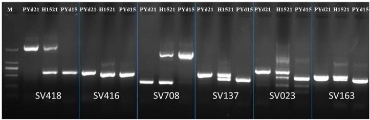 https://cdn.ncbi.nlm.nih.gov/pmc/blobs/932b/4519972/7c085819745e/ijms-16-16669-g001.jpg