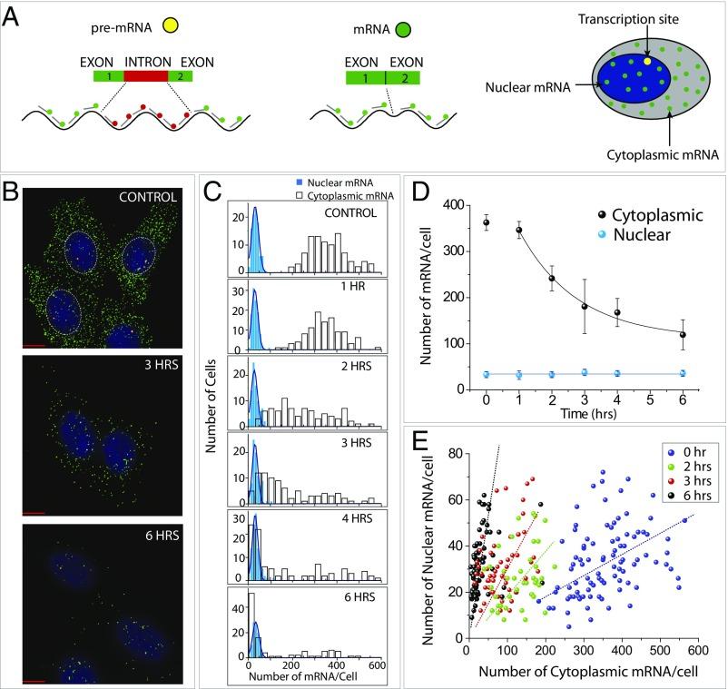 https://cdn.ncbi.nlm.nih.gov/pmc/blobs/9330/5715756/b0d69da9c2ae/pnas.1710298114fig02.jpg
