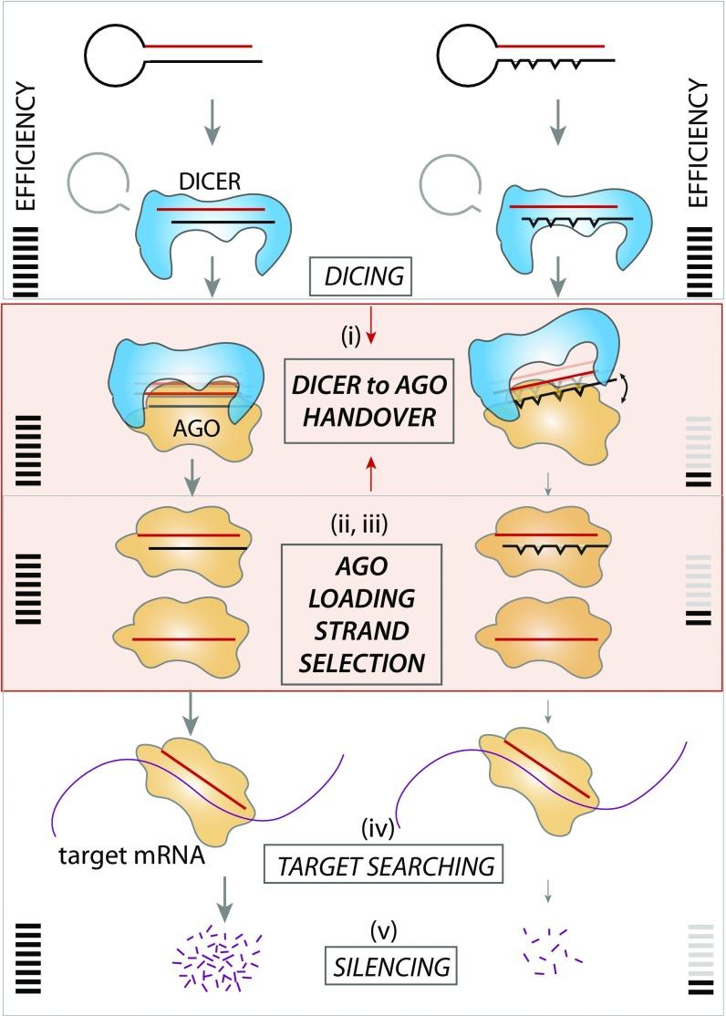 https://cdn.ncbi.nlm.nih.gov/pmc/blobs/9330/5715756/b57cff834471/pnas.1710298114fig06.jpg