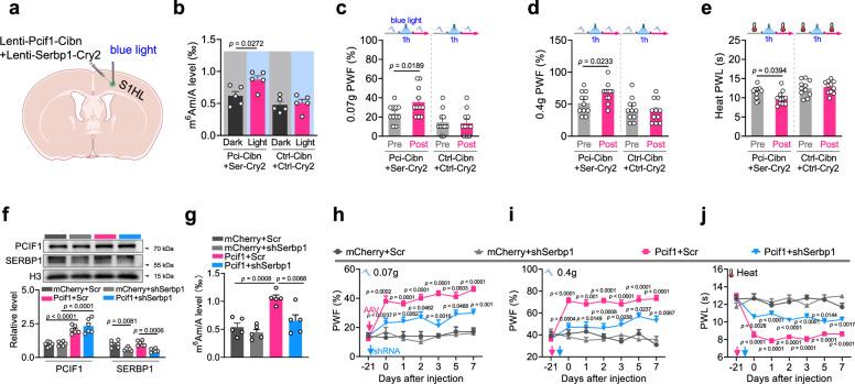 https://cdn.ncbi.nlm.nih.gov/pmc/blobs/9332/12326004/0bb53e328afa/41467_2025_62565_Fig5_HTML.jpg