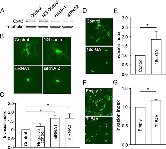https://cdn.ncbi.nlm.nih.gov/pmc/blobs/9334/4558171/e82e6faa2af2/oncotarget-06-15566-g001.jpg