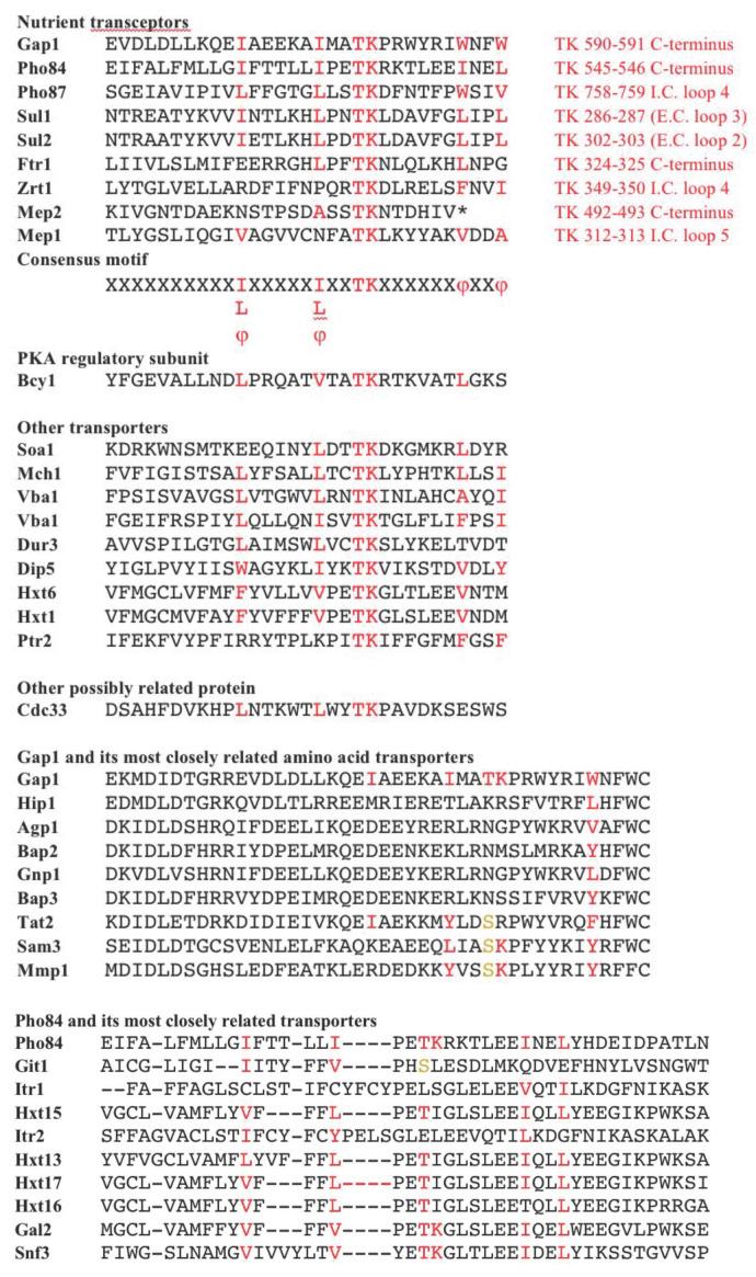 https://cdn.ncbi.nlm.nih.gov/pmc/blobs/9334/7780724/56199889cb64/mic-08-017-g005.jpg