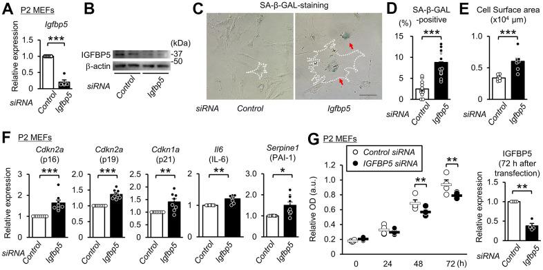 https://cdn.ncbi.nlm.nih.gov/pmc/blobs/9337/9037271/586c0dbe33fe/aging-14-203999-g002.jpg