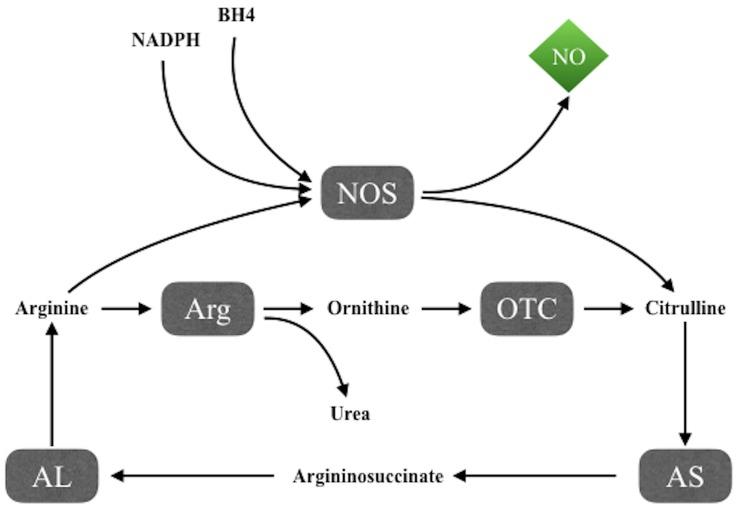 https://cdn.ncbi.nlm.nih.gov/pmc/blobs/9339/6031070/53f32707ccd1/fphys-09-00672-g001.jpg