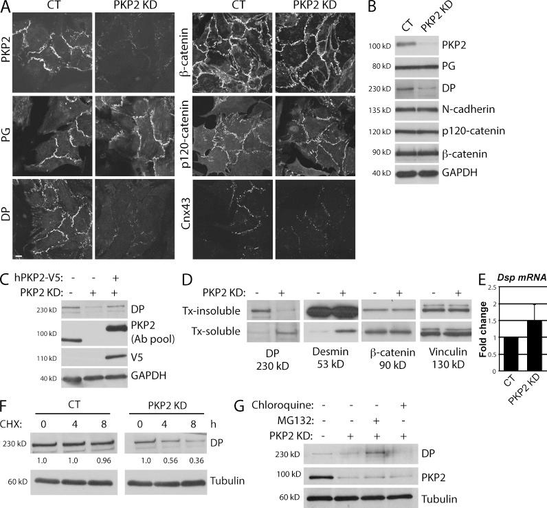 https://cdn.ncbi.nlm.nih.gov/pmc/blobs/933a/4754716/1b224fbb9136/JCB_201507018_Fig1.jpg