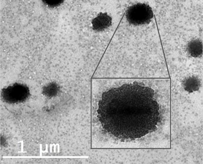 https://cdn.ncbi.nlm.nih.gov/pmc/blobs/933d/10462889/ba5fbfbd06b4/gr4.jpg