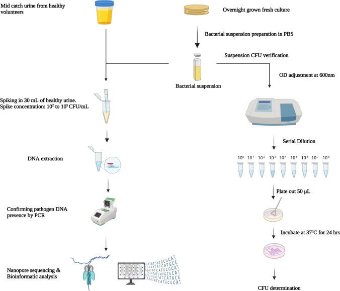https://cdn.ncbi.nlm.nih.gov/pmc/blobs/9341/11534888/8d7e184e7625/10096_2024_4929_Fig1_HTML.jpg
