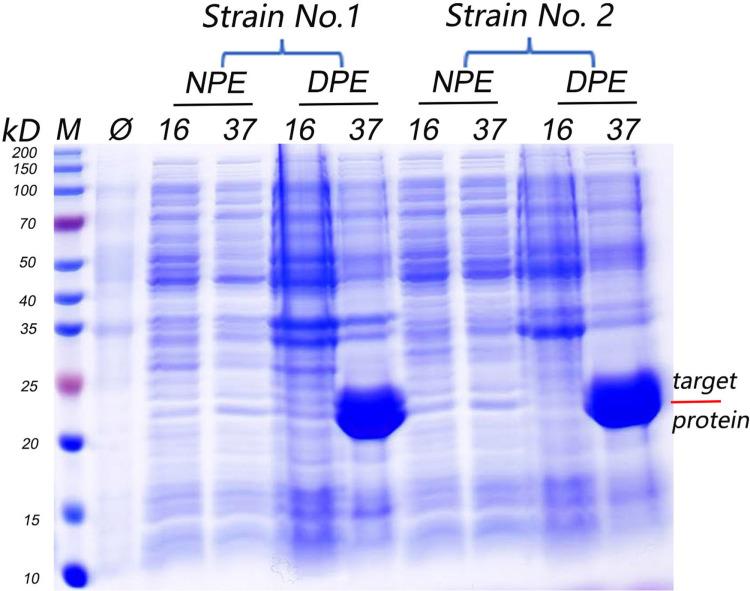https://cdn.ncbi.nlm.nih.gov/pmc/blobs/9341/12173412/b777910e2289/pntd.0013139.g006.jpg