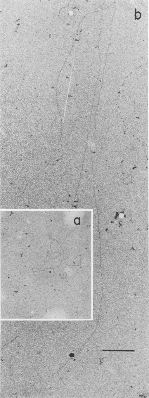 https://cdn.ncbi.nlm.nih.gov/pmc/blobs/9342/355242/53f28bc68034/jvirol00259-0179-a.jpg