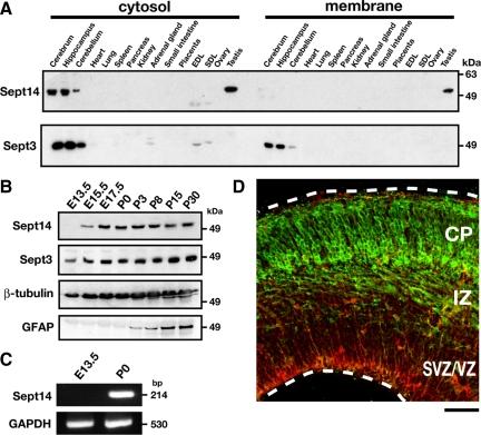 https://cdn.ncbi.nlm.nih.gov/pmc/blobs/9343/2854091/93b25f56705b/zmk0081094200001.jpg