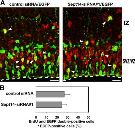 https://cdn.ncbi.nlm.nih.gov/pmc/blobs/9343/2854091/93dc900eec68/zmk0081094200003.jpg