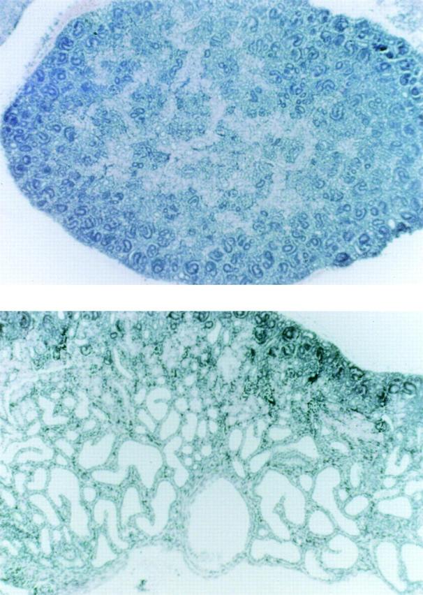 https://cdn.ncbi.nlm.nih.gov/pmc/blobs/9346/2199732/a1f350baf207/JCB9904071.f2.jpg
