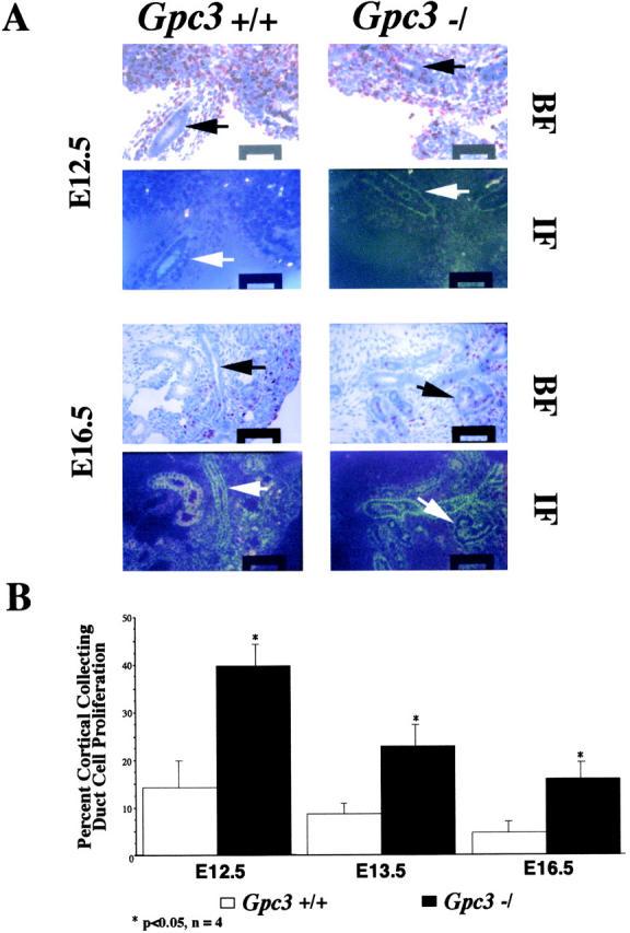 https://cdn.ncbi.nlm.nih.gov/pmc/blobs/9346/2199732/d3bf8286b623/JCB9904071.f8.jpg