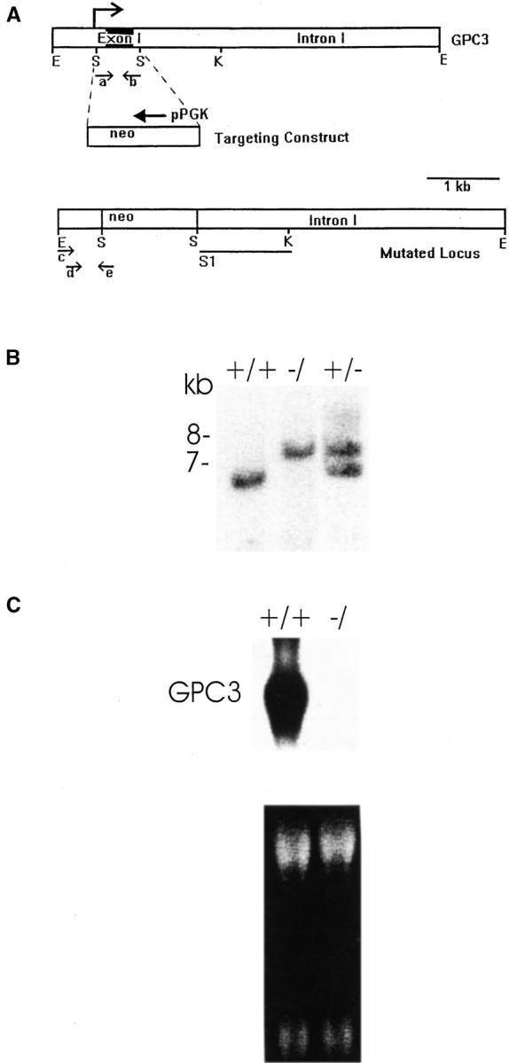 https://cdn.ncbi.nlm.nih.gov/pmc/blobs/9346/2199732/d616d94ba8ed/JCB9904071.f1.jpg