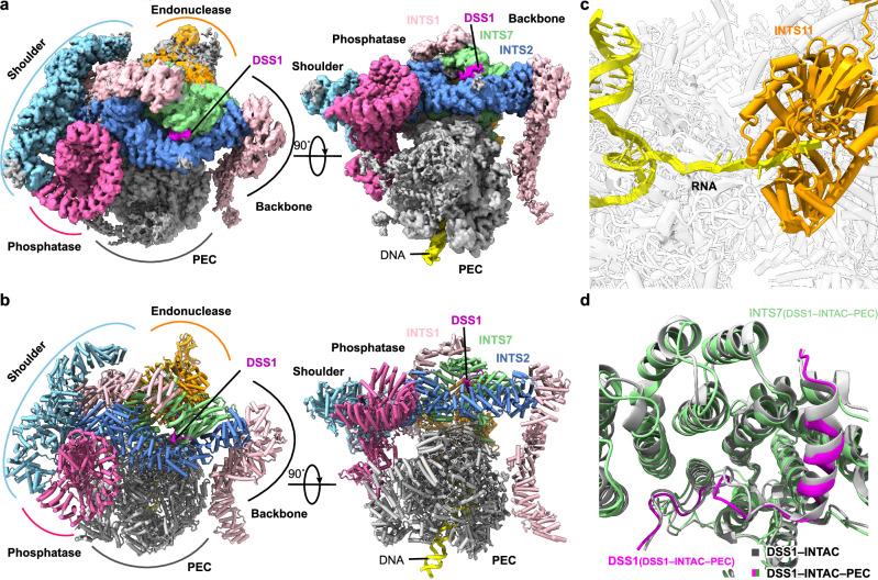 https://cdn.ncbi.nlm.nih.gov/pmc/blobs/9347/12228764/698851318bd8/41467_2025_61257_Fig4_HTML.jpg
