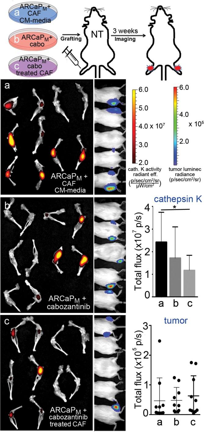 https://cdn.ncbi.nlm.nih.gov/pmc/blobs/9347/5675680/d26bfc323648/oncotarget-08-87891-g002.jpg