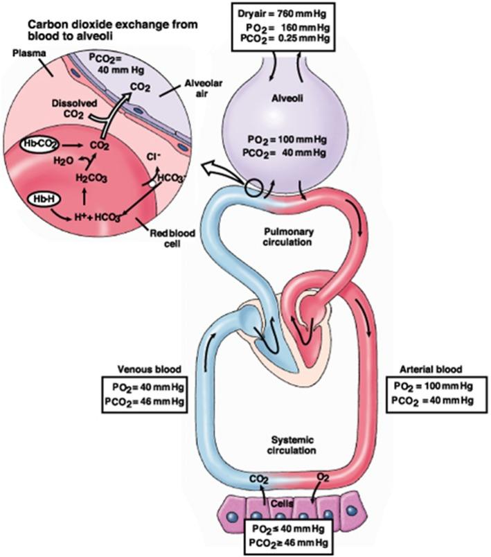 https://cdn.ncbi.nlm.nih.gov/pmc/blobs/9349/5511895/d122483fc180/fneur-08-00250-g001.jpg